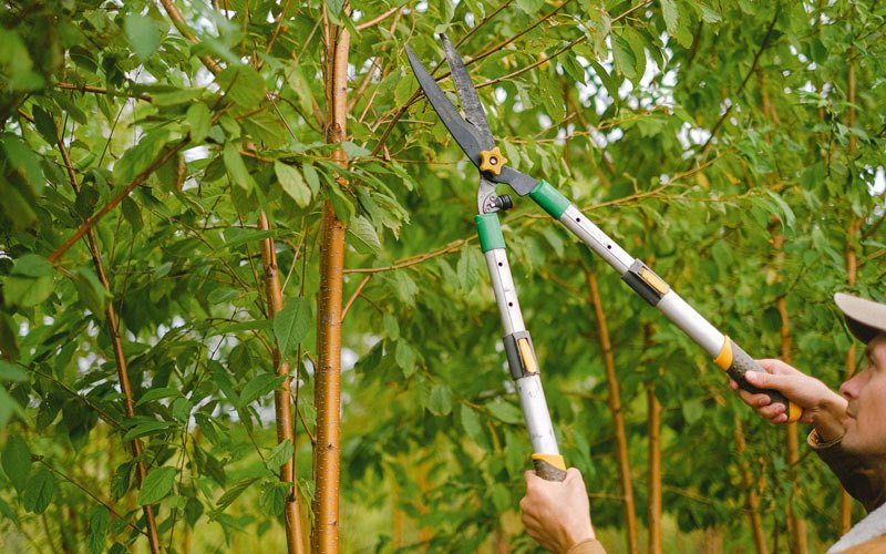 Tree trimming in Nampa, ID